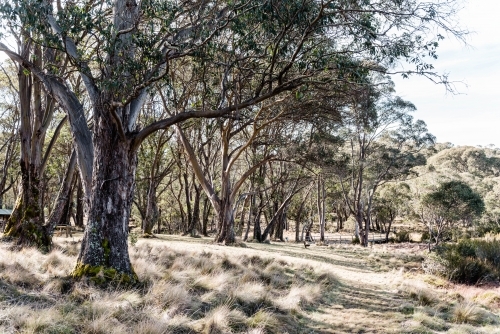 Landscape of dry grass and gum trees