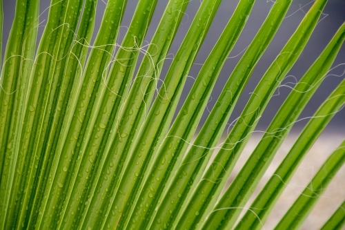 leaves of fan palm
