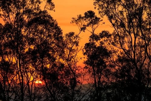 Looking up into tree canopy with dramatic orange sky and setting sun