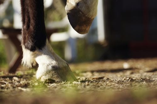 Low angle of horses hooves
