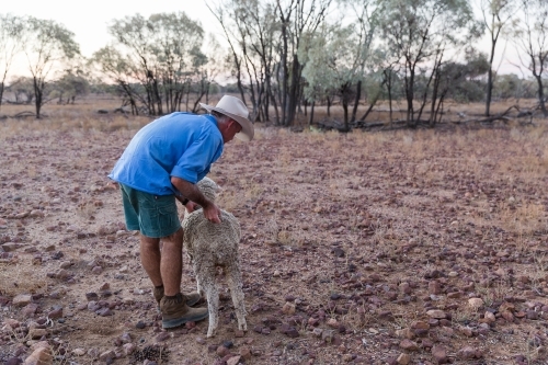 Man helping sheep in drought
