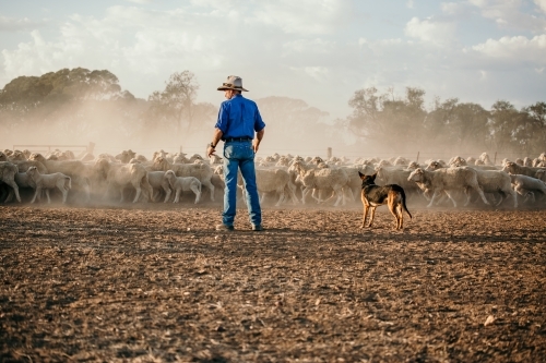 man with a dog watching a group of sheep