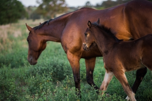 Mare and foal together in paddock