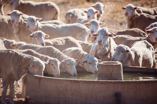 Merino sheep drinking at a trough