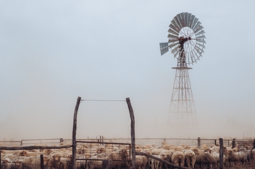 Merino sheep mob in yard in front of wind mill