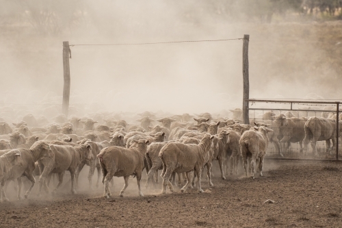 Merino sheep walking through a gate