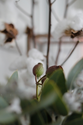 Close up of gum nut, eucalyptus and cotton plant