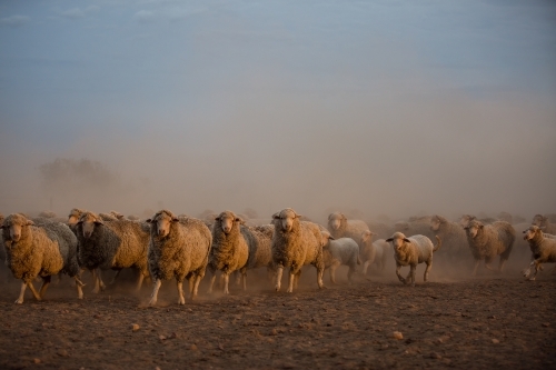 Mob of merino sheep running ahead