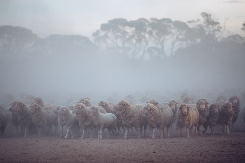 Mob of merino sheep waiting in dusty yard