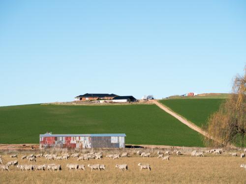 Modern house on ridge with green paddock, shed and sheep