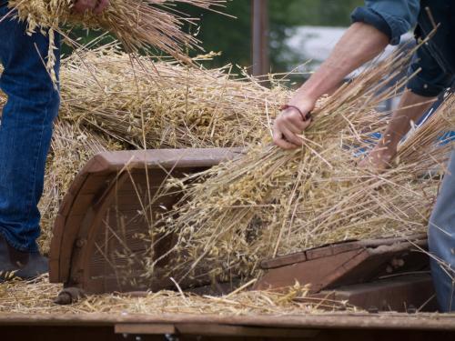 Oats being handled for feeding into a old threshing machine