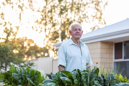 old man in his garden behind green silverbeet leaves