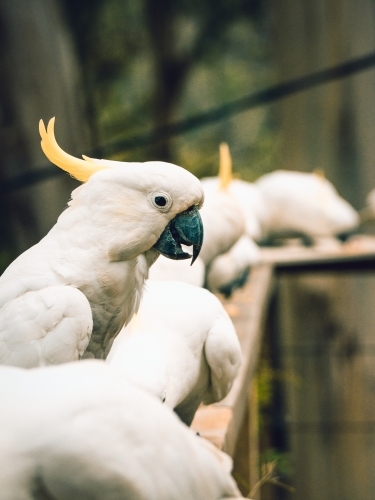 One cockatoo stands out from the crowd