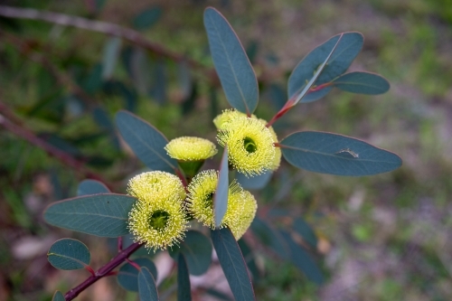 Oval eucalyptus leaves with yellow flowers