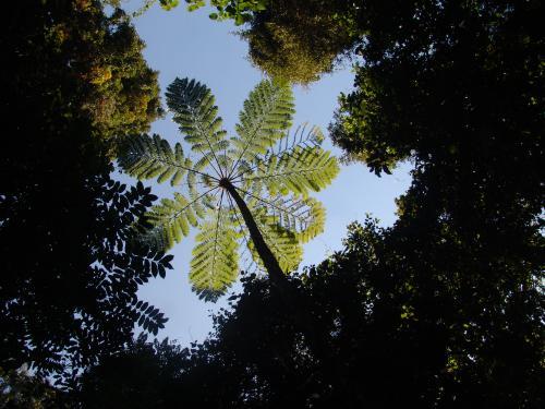 Palm tree in dense forest silhouetted against the sky