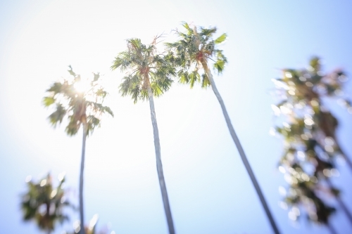 Palm trees against the sun in dreamlike state