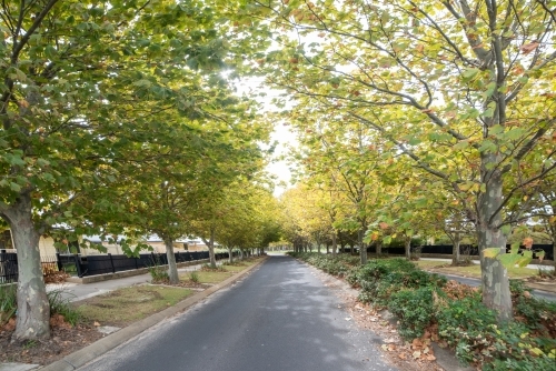 Pathway of autumn trees along a suburban road