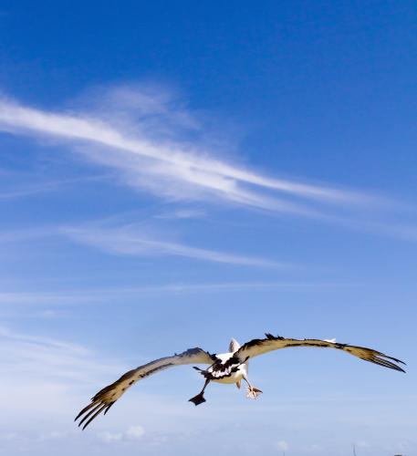 Pelican flying over the water on a blue sky summer day