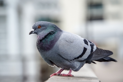 Pigeon standing on railing