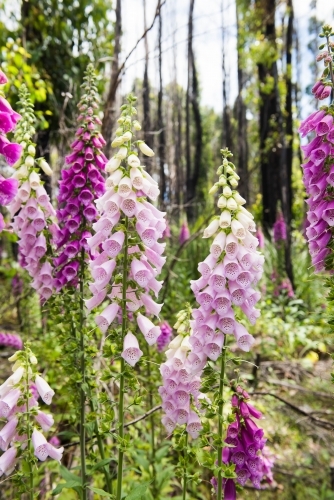 Pink and purple foxgloves growing in the bush