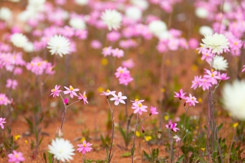 Pink and white wildflowers growing in orange soil