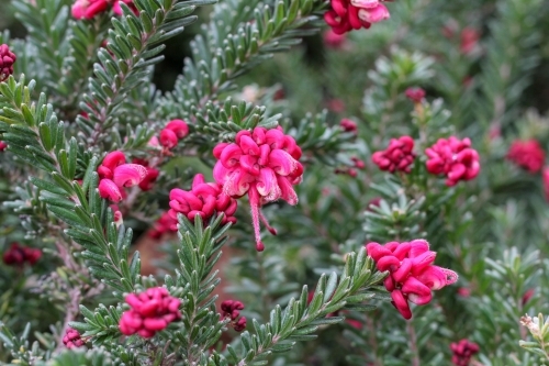 Pink grevillea flower
