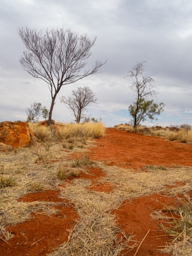 red dirt landscape with bare shrubs and cloudy sky