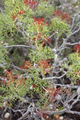 Red growth on conebush shrub