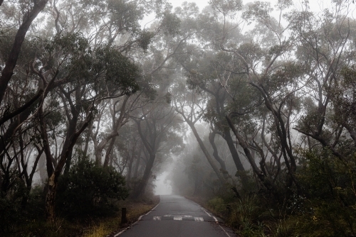 Road through foggy bushland