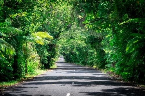 Road through the rainforest