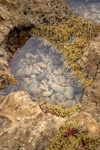 rockpool at low tide