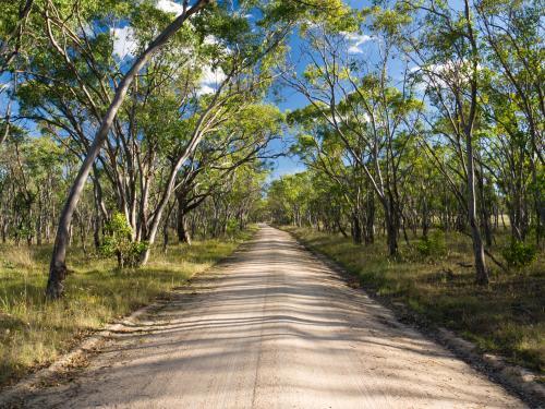 Rural unsealed road with overhanging gum trees