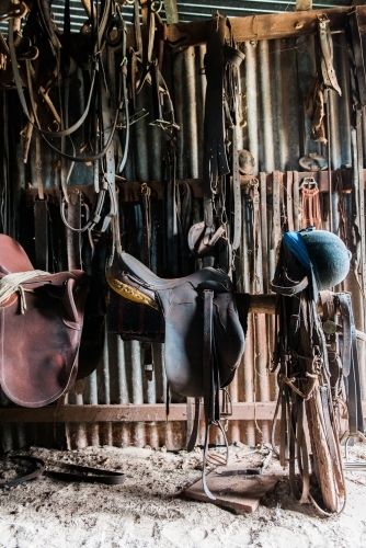 Saddles and bridles hanging in tack shed
