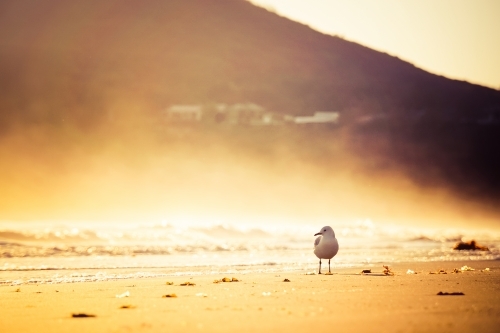 Seagull on hazy beach morning
