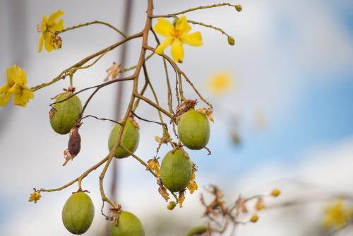 Seed pods and flowers on an Australian Kapok Tree