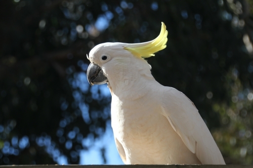Side profile of sulphur-crested cockatoo