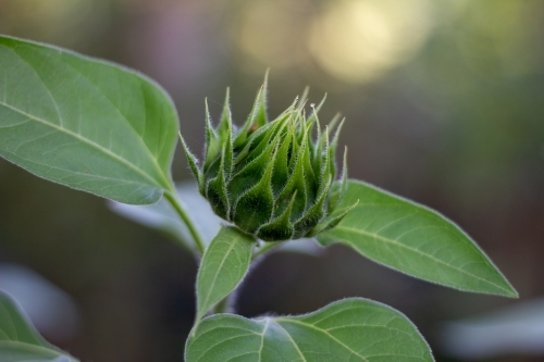Sunflower before it opens
