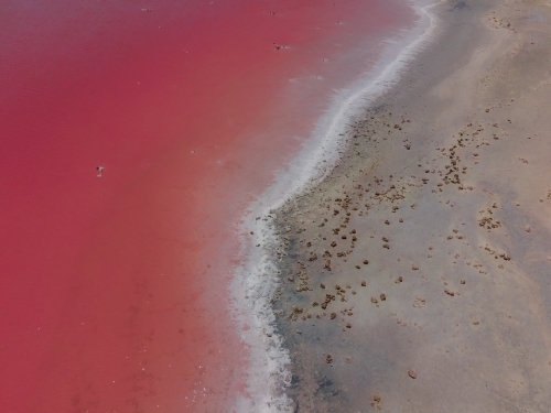 top shot of a pink lake with white salt at the shoreline