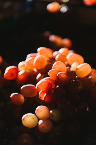 Transparent red grapes on dark background.