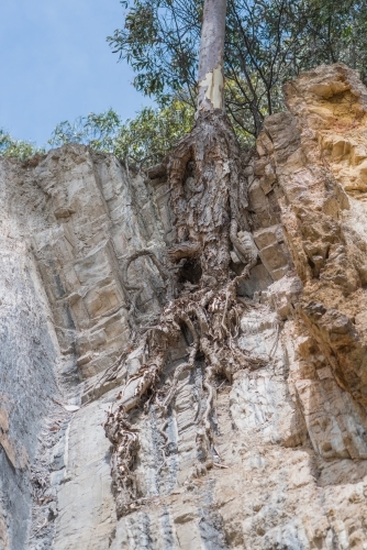 Tree rooted in a rock on a cliff