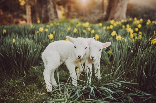 Twin lambs outside among daffodils in the afternoon