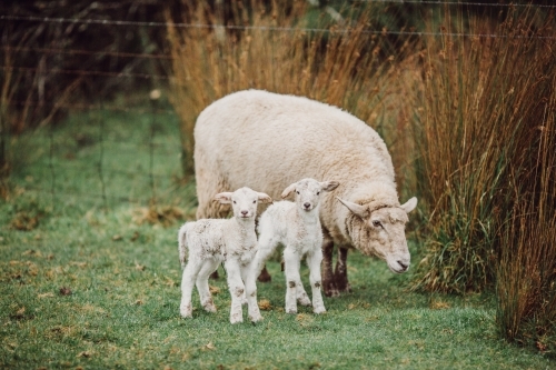 Twin lambs standing in a paddock with mother sheep