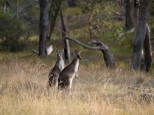 Two grey kangaroos standing in long grass