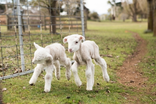 Two lambs running through fence
