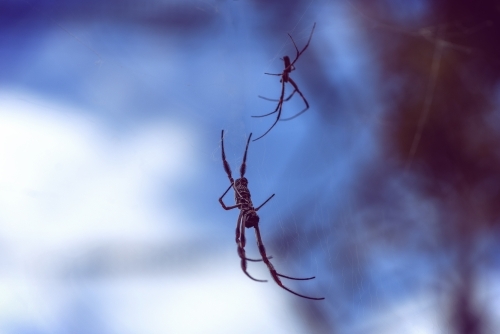 Two spiders in the courtship on their web, blurred background.