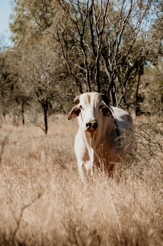 White Brahman cow standing in dry paddock