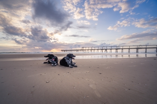 Wide angle view of two dogs resting on beach at sunrise