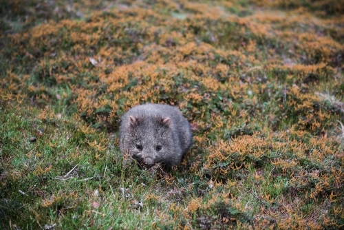 Wombat in grass in the wild