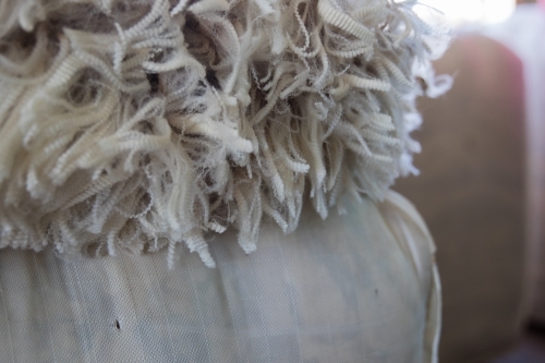 Wool fleece sitting on bale