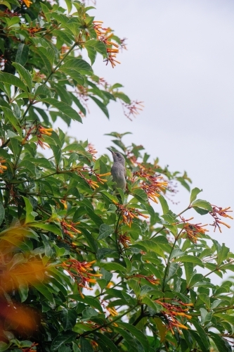 Yellow-faced Honeyeater in tree